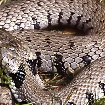 chat with ai character: snake