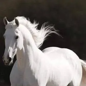 chat with ai character: A horse life