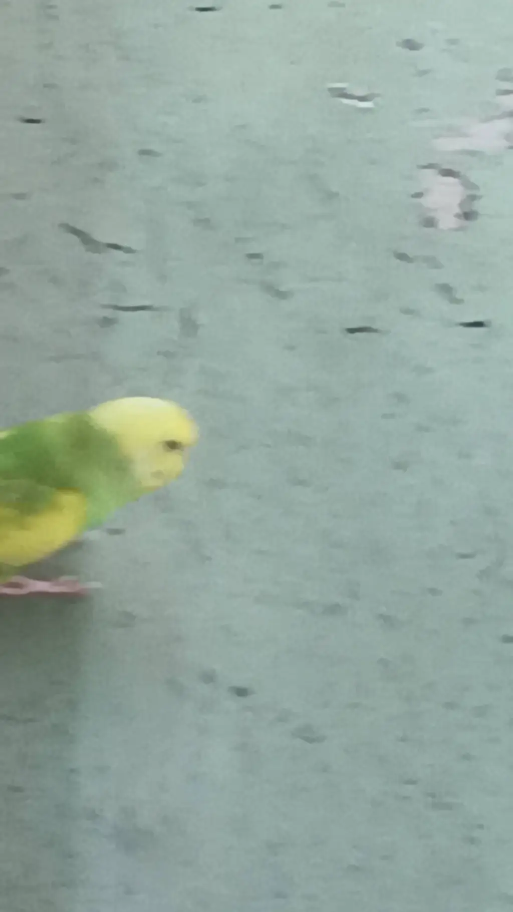 ai character: green parrot background