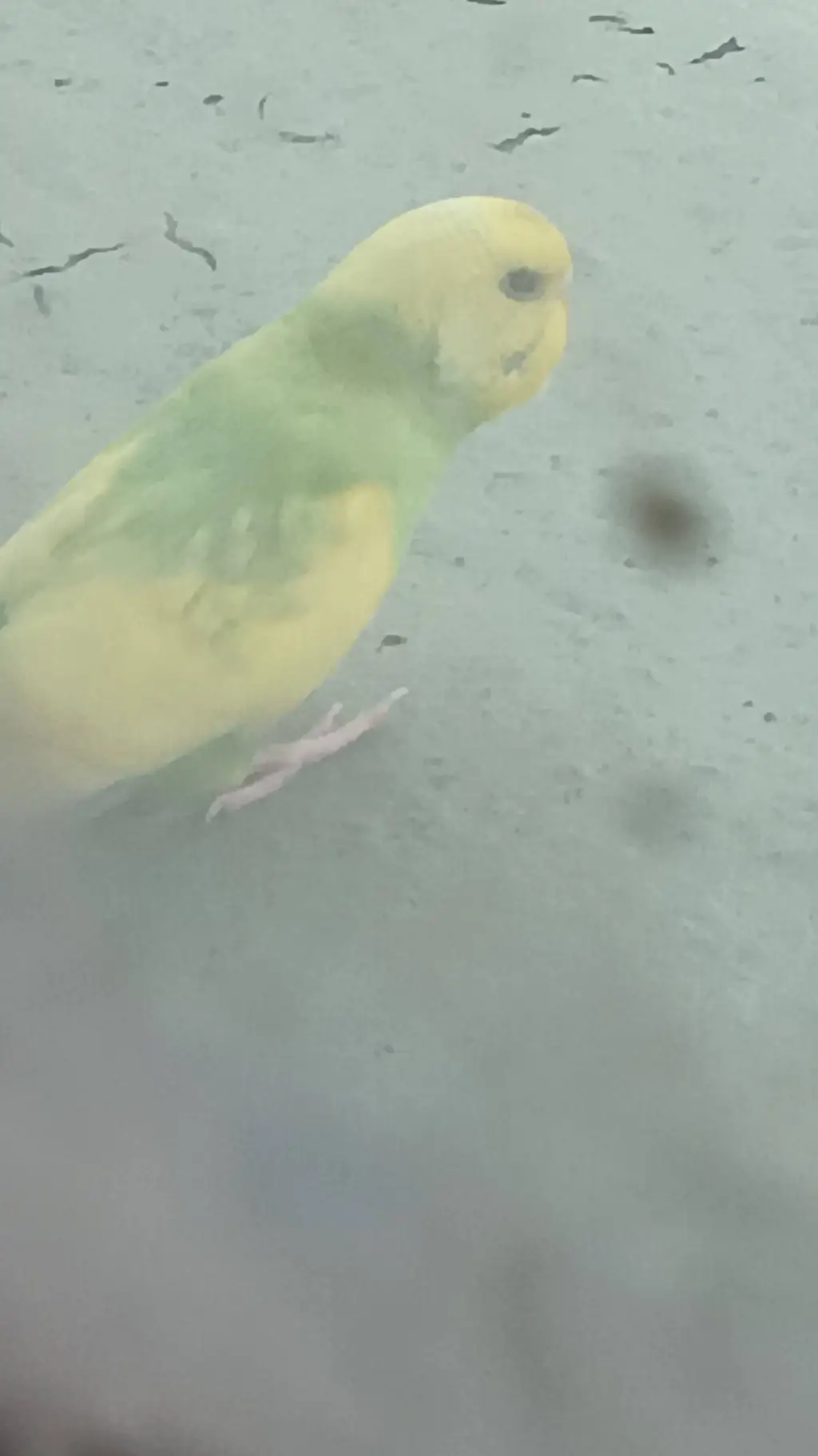ai character: 90 green parrots background