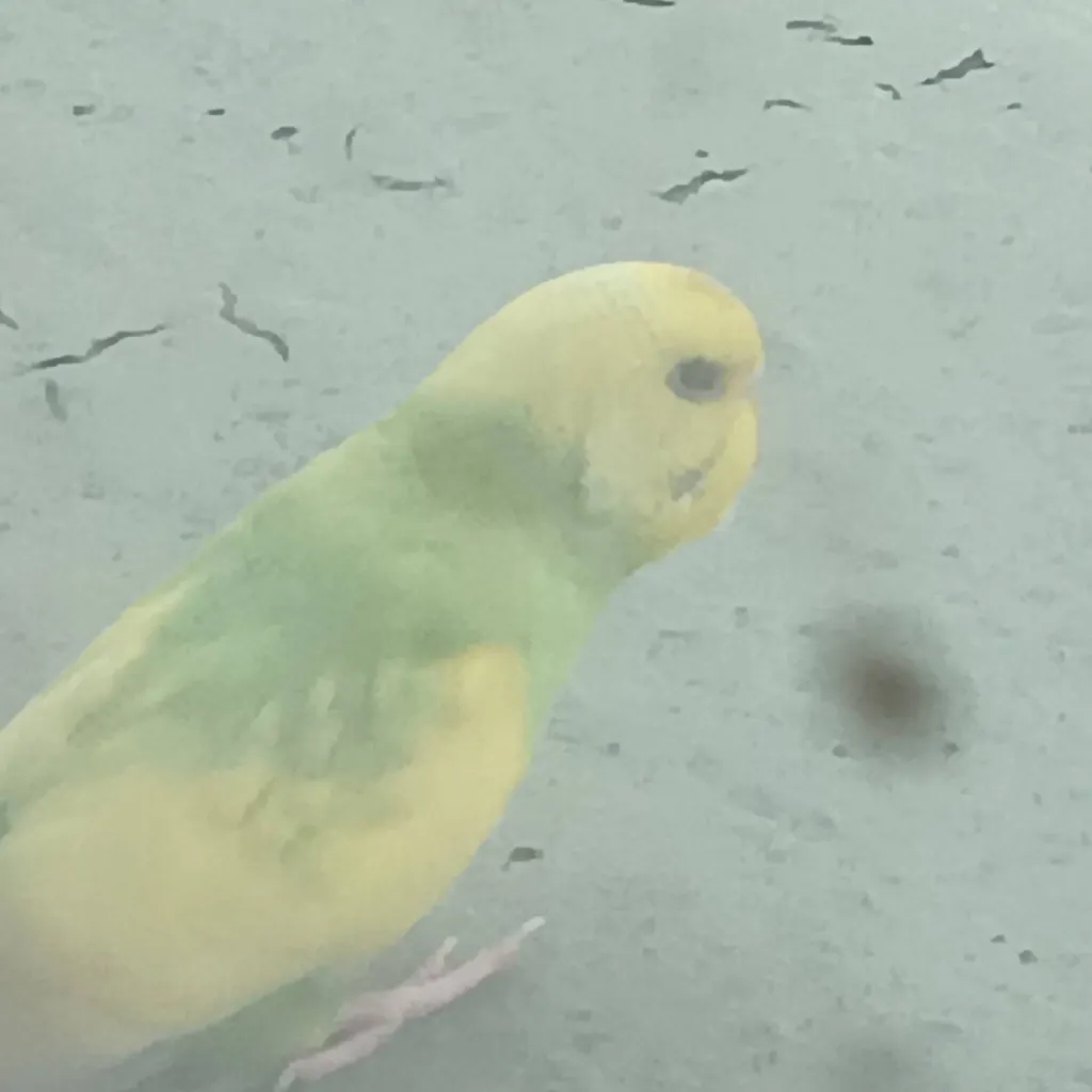 chat with ai character: 90 green parrots