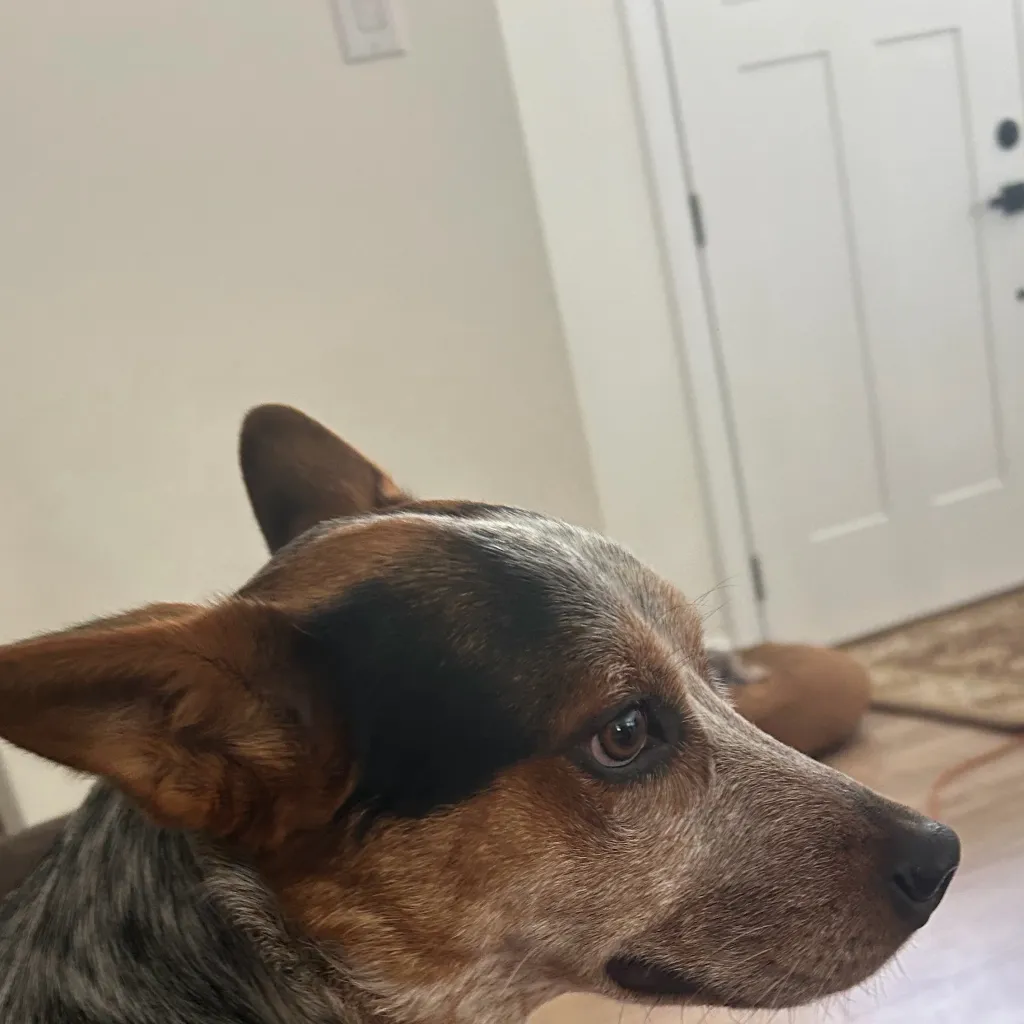 chat with ai character: Colt