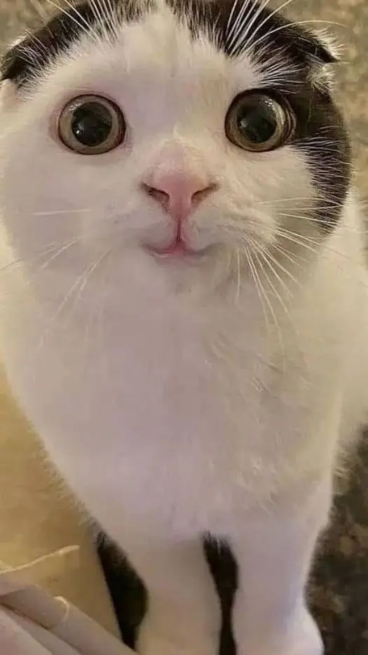 ai character: kitty background