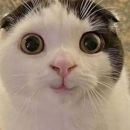 chat with ai character: kitty