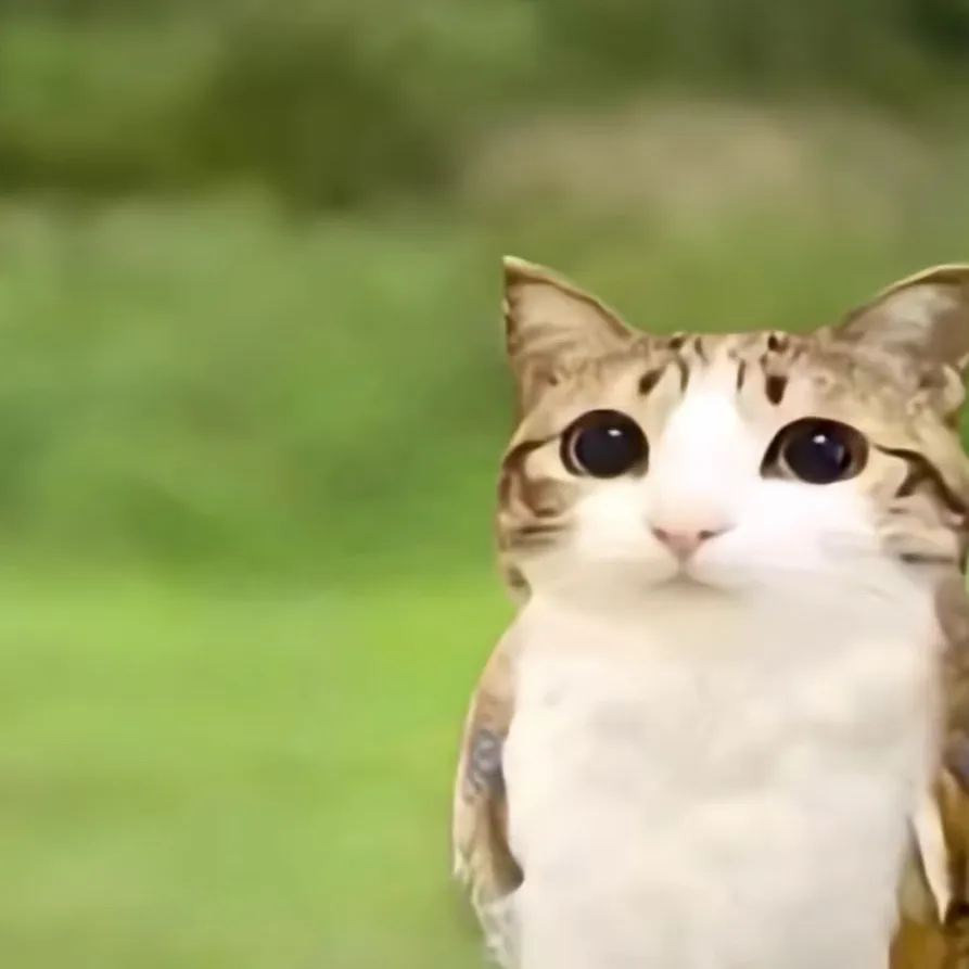 chat with ai character: Meowl