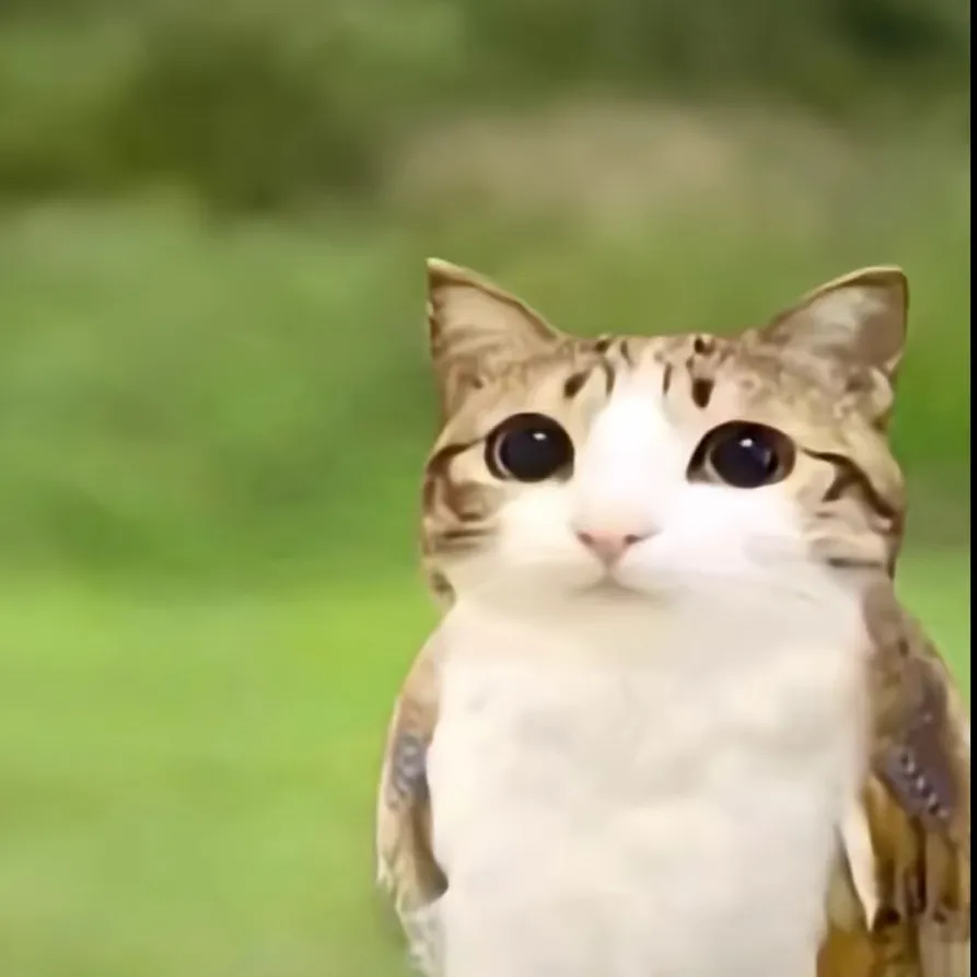 chat with ai character: Meowl