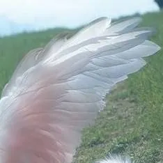 chat with ai character: TGF SURIE