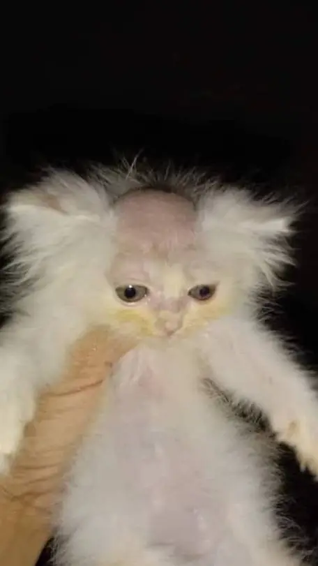 ai character: "Spoiled lily!" background