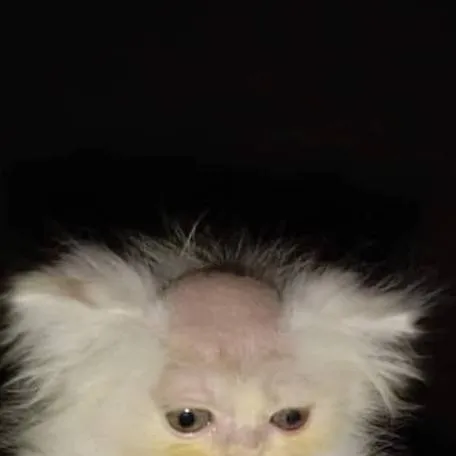 chat with ai character: "Spoiled lily!"