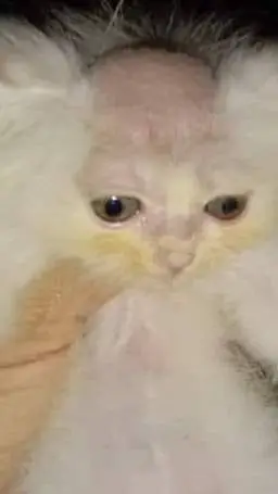 ai character: "Highschl-elemtry" background