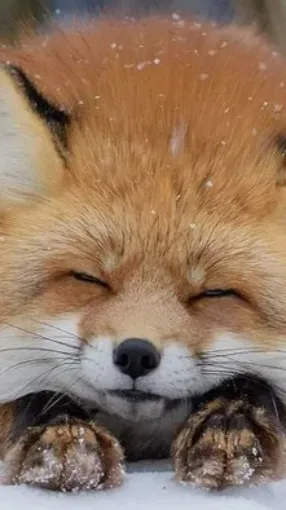 Talkie AI - Chat with Fox quiz