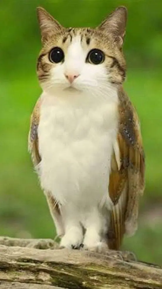 ai character: meowl background
