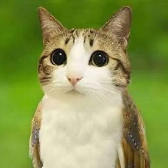 chat with ai character: meowl