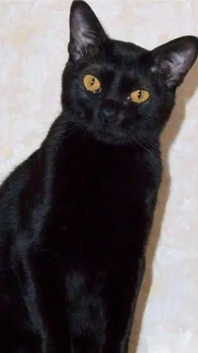 ai character: чорныйкот background