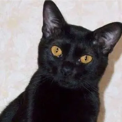 chat with ai character: чорныйкот