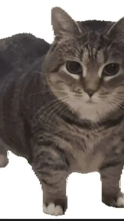 ai character: UIA gato background