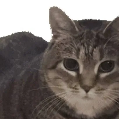 chat with ai character: UIA gato