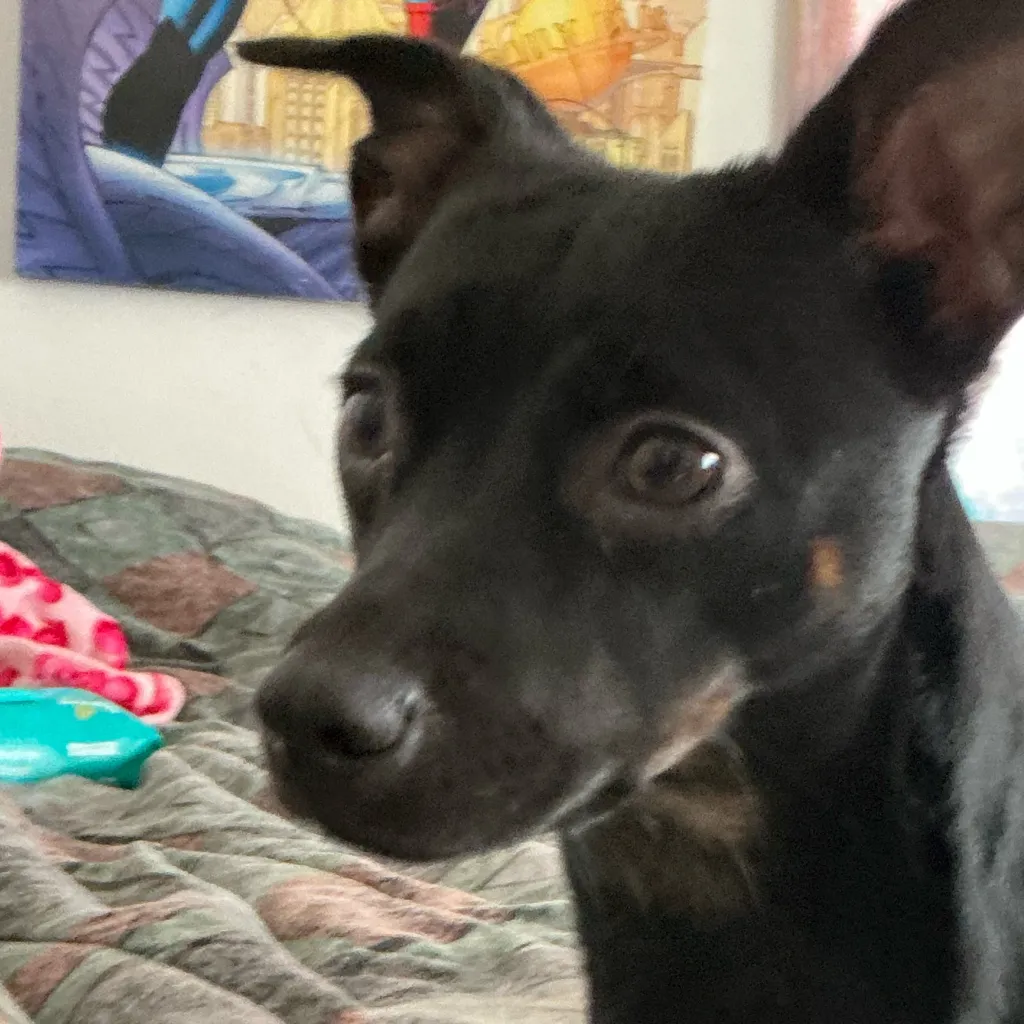 chat with ai character: IZZY MY WINER DOG