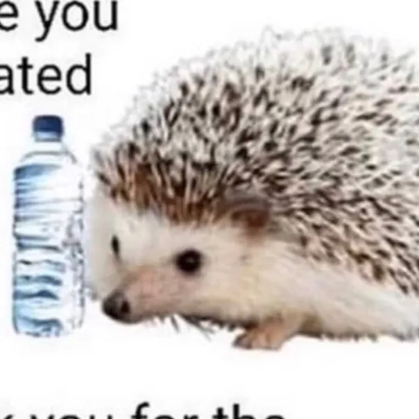 chat with ai character: Hedgehog water