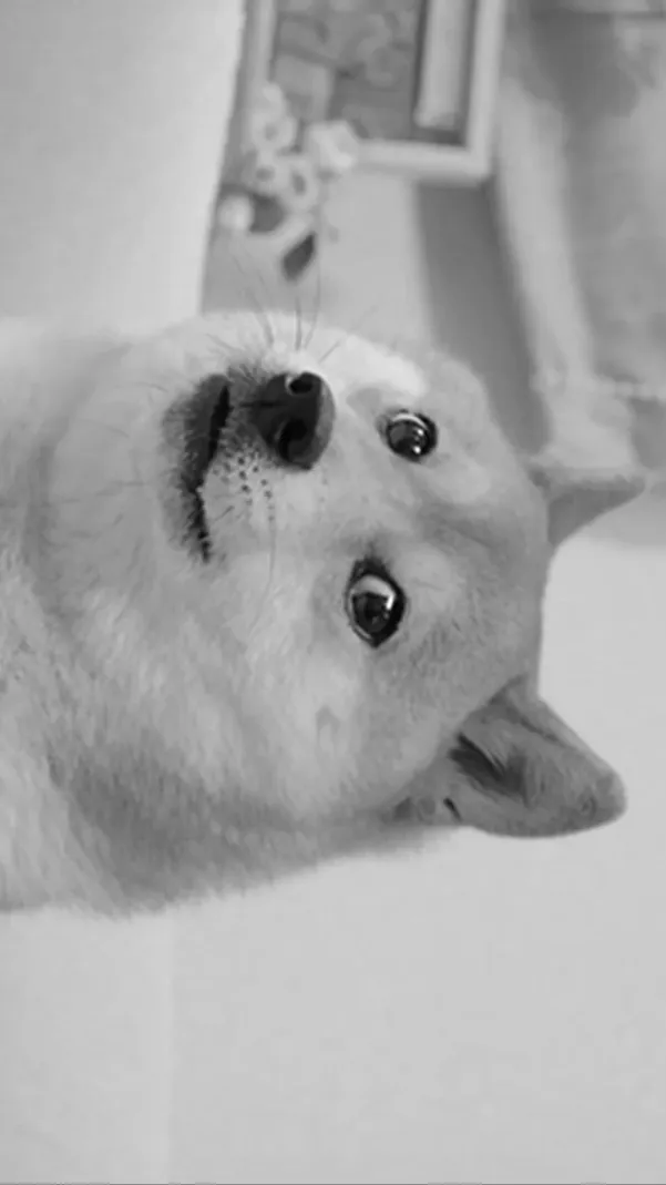 Talkie AI - Chat with Doge