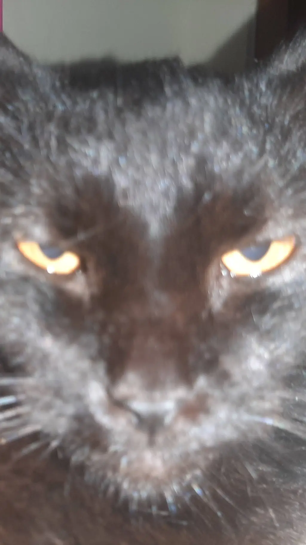 ai character: SIGMA CAT background