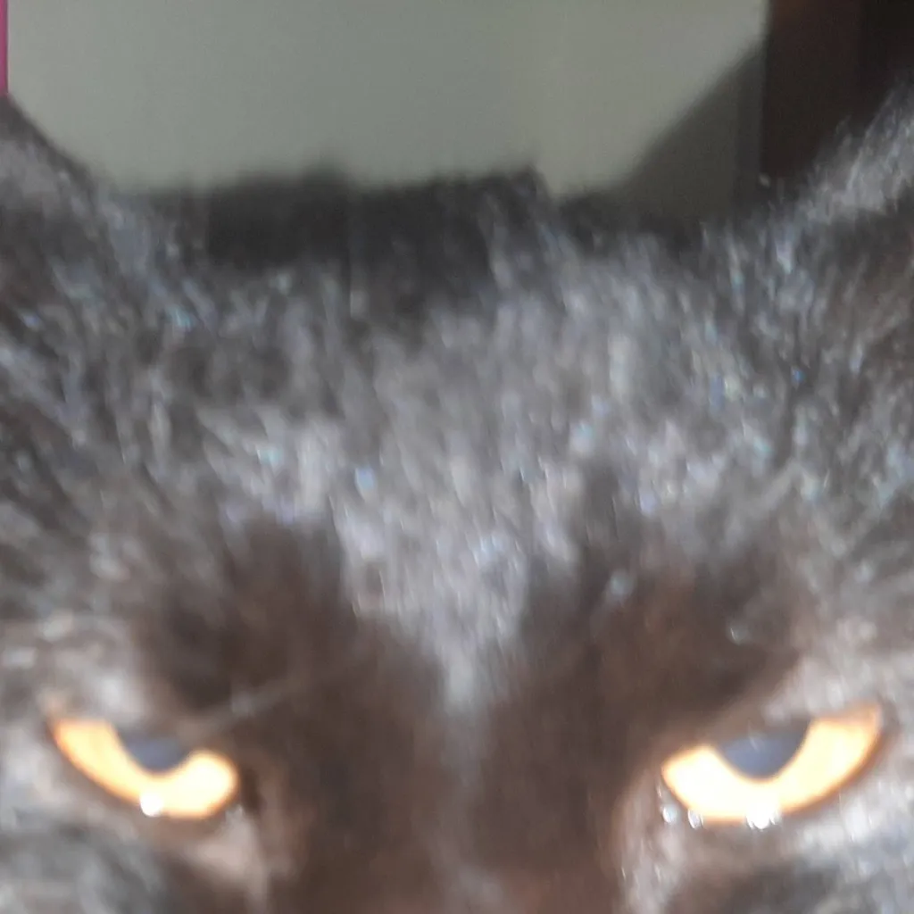 chat with ai character: SIGMA CAT