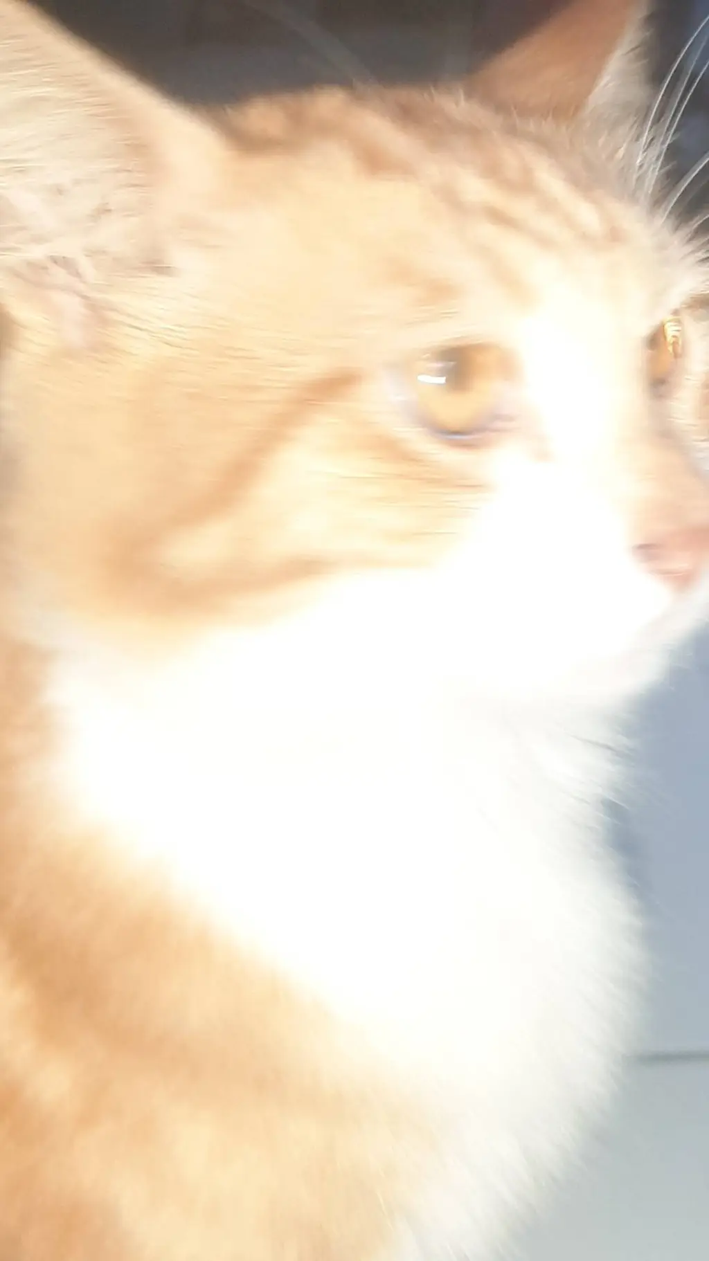 ai character: more sigma cat background