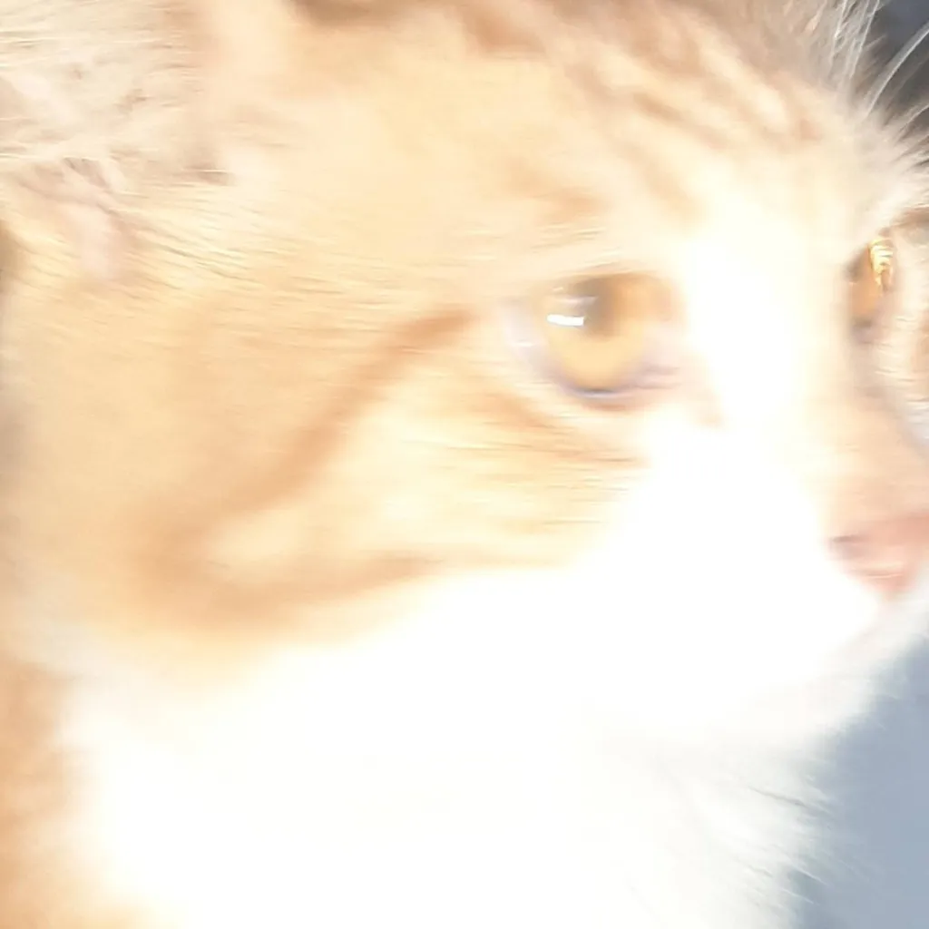 chat with ai character: more sigma cat