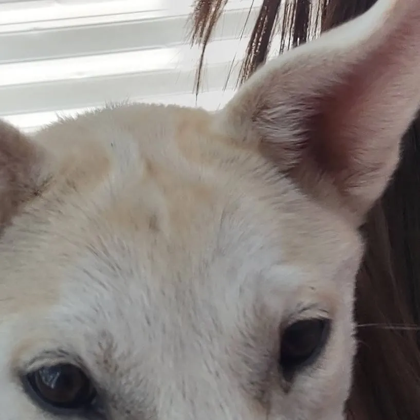 chat with ai character: Nagini(Lost dog)