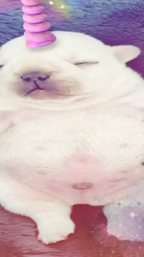 ai character: pibble background