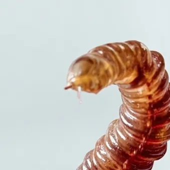 chat with ai character: Blossom festival