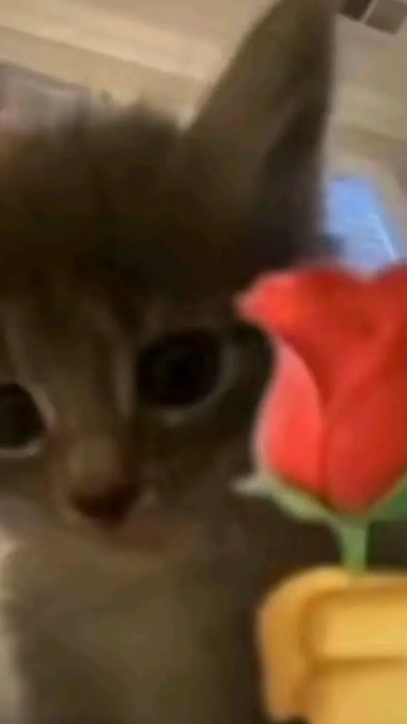 ai character: little kitten💕 background