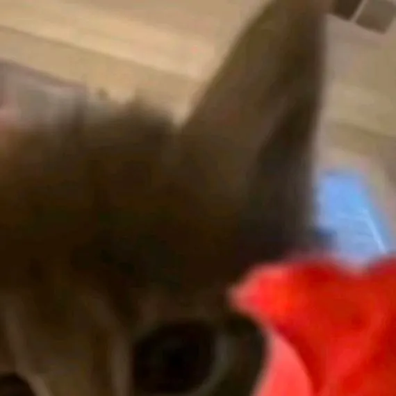 chat with ai character: little kitten💕