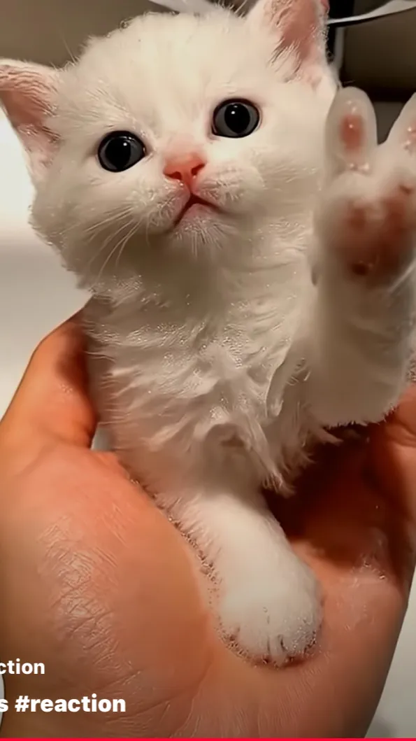 ai character: Cute kitty ￼ background