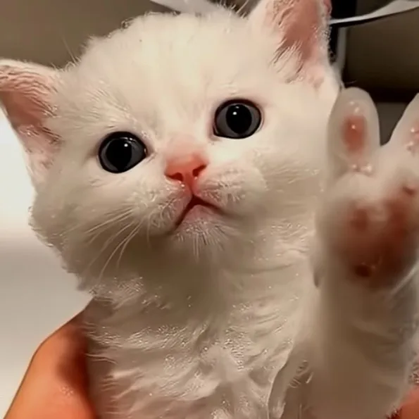 chat with ai character: Cute kitty ￼