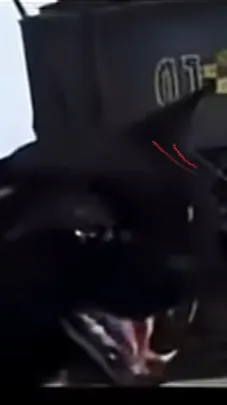 ai character: Evil cat ￼ background