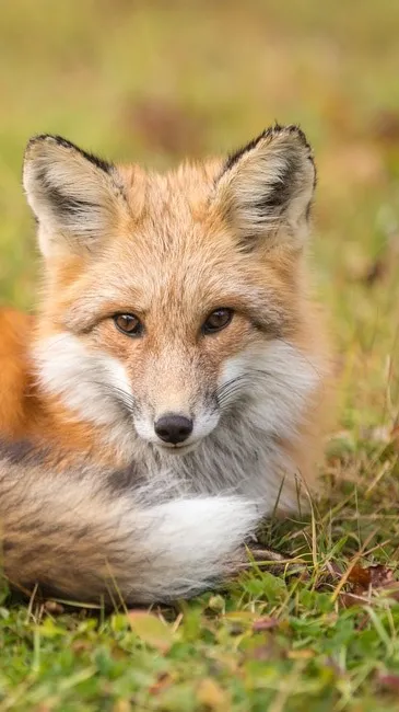 ai character: Mha background