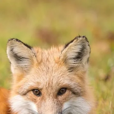 chat with ai character: Mha