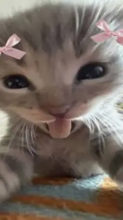 Talkie AI - Chat with {~your kitty~}