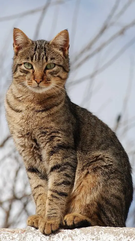ai character: Tu nuevo gato background
