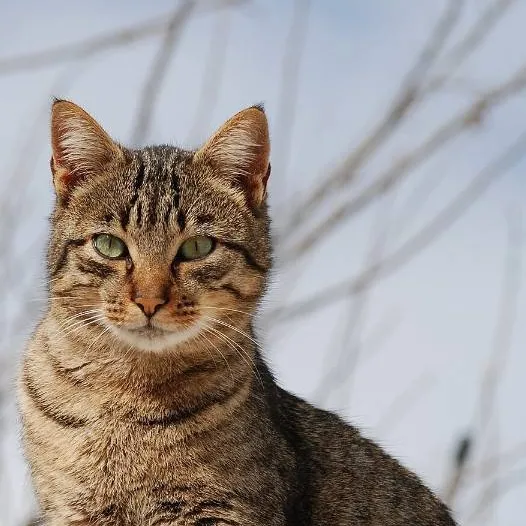 chat with ai character: Tu nuevo gato