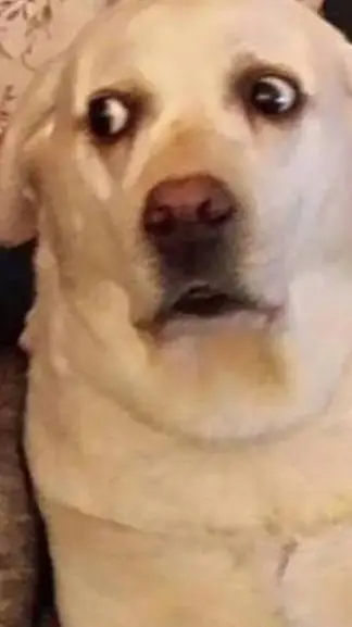 ai character: tu perro gojhan  background