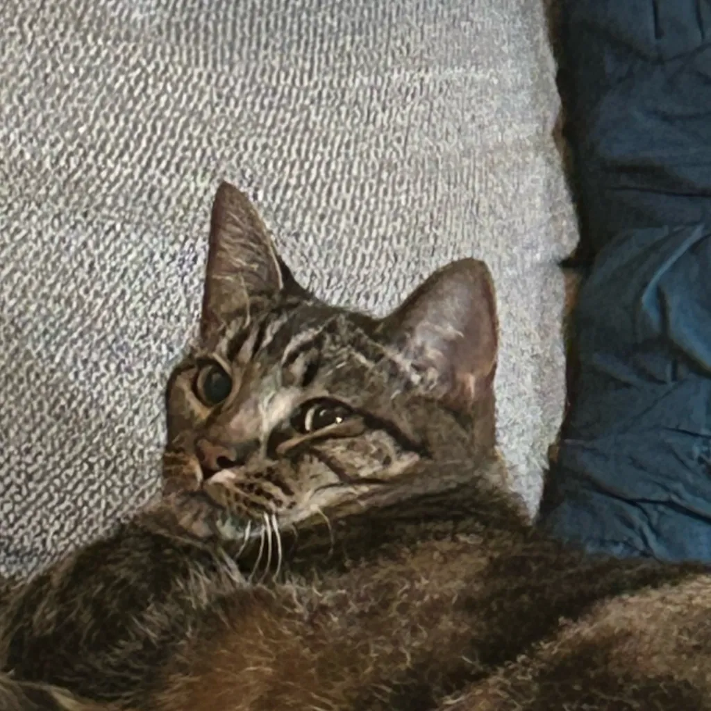 chat with ai character: Saveee