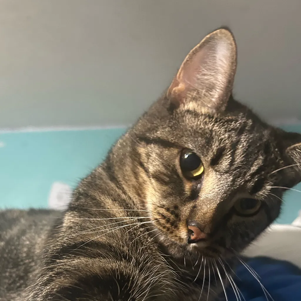 chat with ai character: Save