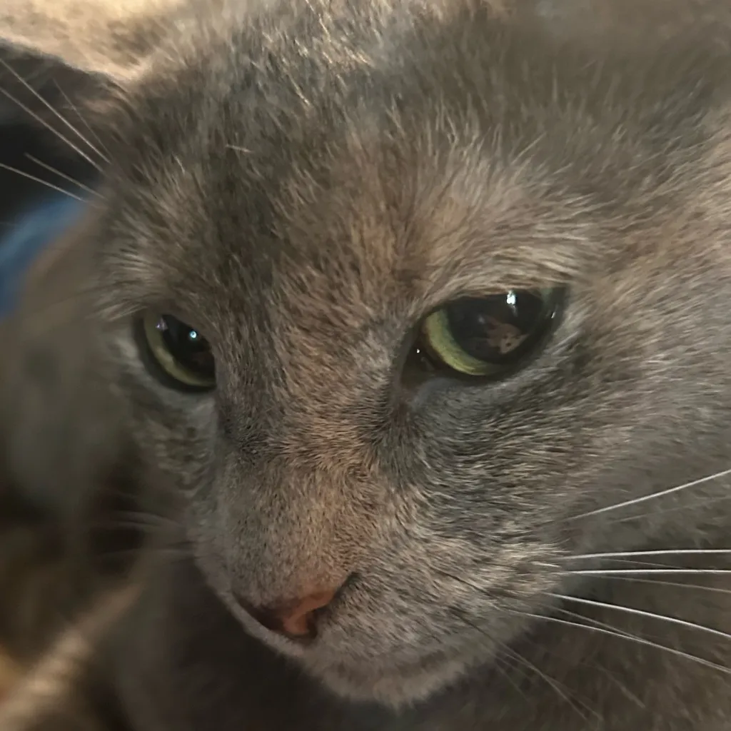 chat with ai character: Saveee