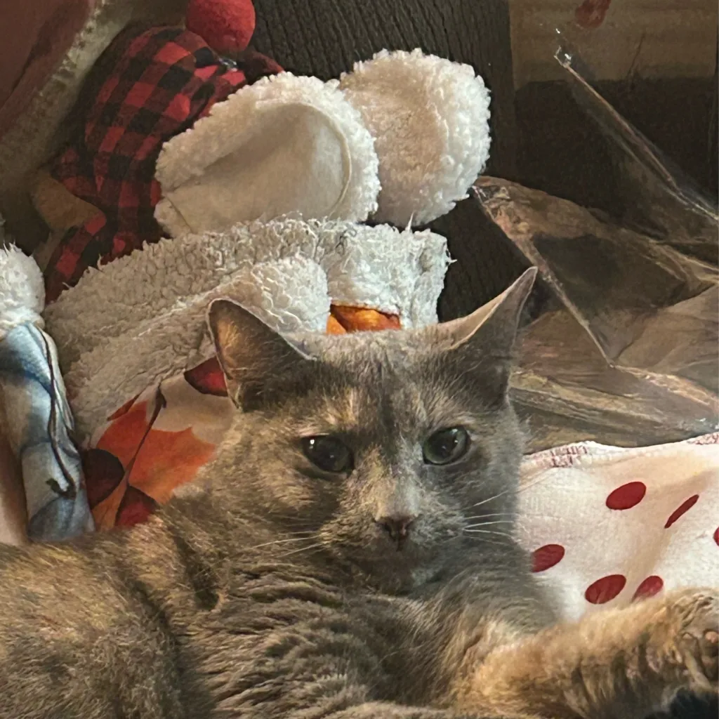 chat with ai character: Saverr