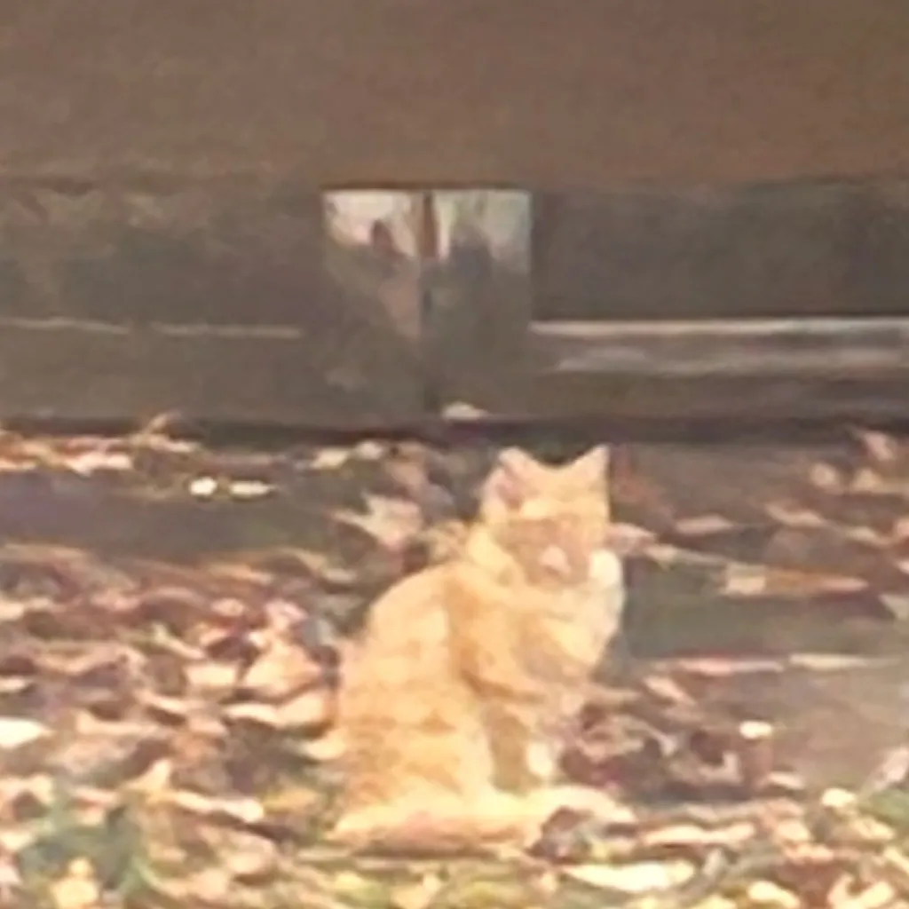 chat with ai character: Saver