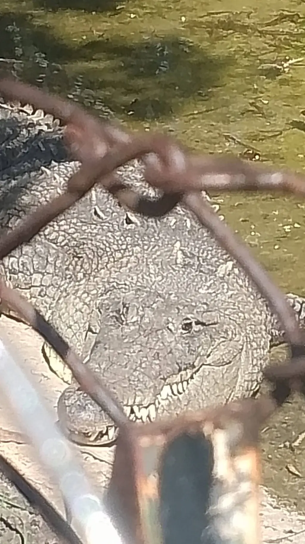 ai character: el cocolilo jajaj🌟 background