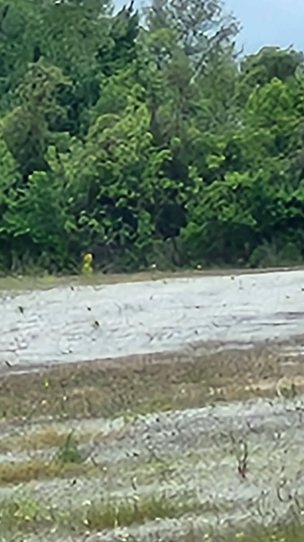 ai character: Muichiro background