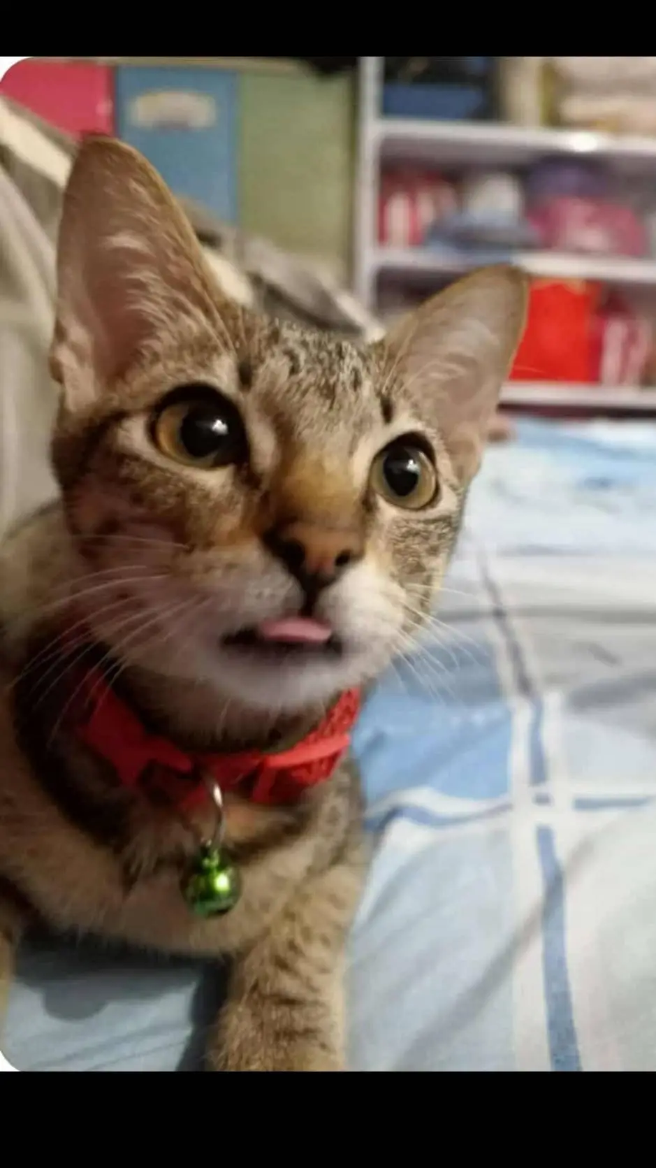 ai character: tabby background